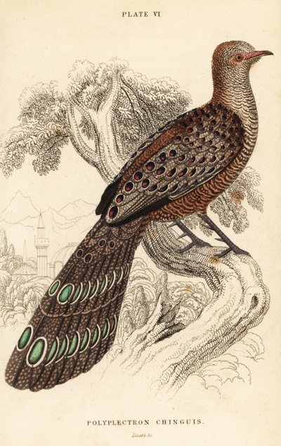 Szary bażant paw lub birmański bażant paw, Polyplectron bicalcaratum autorstwa William Home Lizars