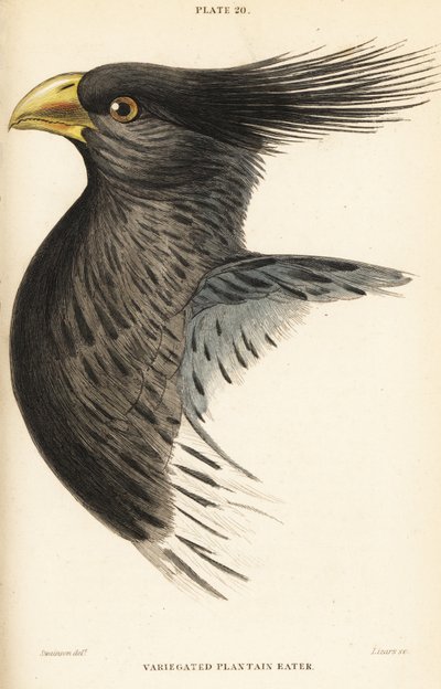 Głowa zachodniego zjadacza babki lancetowatej, Crinifer piscator (zjadacz babki lancetowatej, zjadacz czubaty, Chizoeris variegata) autorstwa William Home Lizars