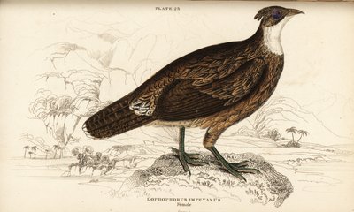 Monal himalajski, żeński, Lophaphorus impanes autorstwa William Home Lizars