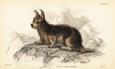 Isle of Skye terrier , Canis lupus familiaris (Canis terrarius) autorstwa William Home Lizars