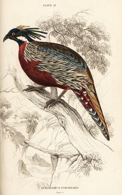 Bażant Koklas, Pucrasia macrolopha autorstwa William Home Lizars