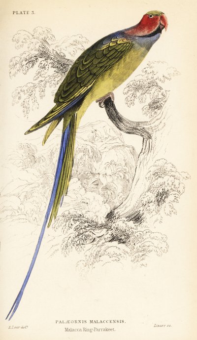 papuga długoogonowa , Psittacula longicauda autorstwa William Home Lizars
