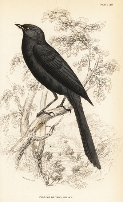 Muchołówka północna , Melaenornis edolioides autorstwa William Home Lizars