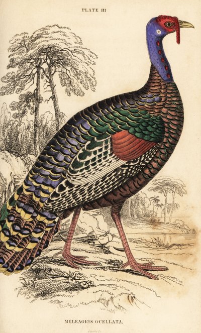 Indyk perłowy, Meleagris ocellata autorstwa William Home Lizars