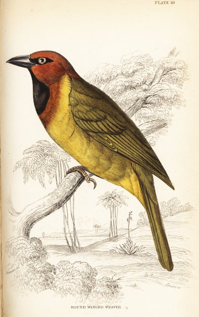 Tkacz oliwkowy lub tkacz okrągłoskrzydły, Ploceus brachypterus autorstwa William Home Lizars