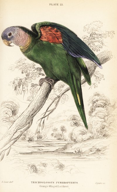 Amazonka pomarańczowoskrzydła, Amazona amazonica autorstwa William Home Lizars