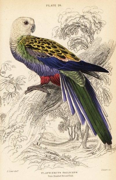 Rozella bladogłowa (palliceps) autorstwa William Home Lizars