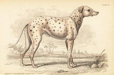 Rodzic współczesnego psa trenera, Canis lupus familiaris autorstwa William Home Lizars