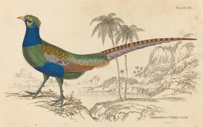 Fasianus Versicolor autorstwa William Home Lizars