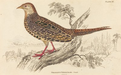 Phasianus Versicolor - Kobieta autorstwa William Home Lizars