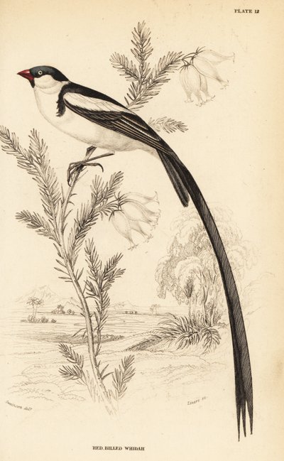 Pin-tailed Whydah , Vidua macroura ( czerwonodzioby whidah , Vidua erythrorhynchus ) autorstwa William Home Lizars