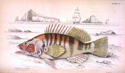 Tabliczka 17 Serbanus Scriba (Wyspa Baziluzzo), rytowana przez artystę z „Biblioteki Przyrodników” t. I, opracowanej przez Sir Williama Jardine