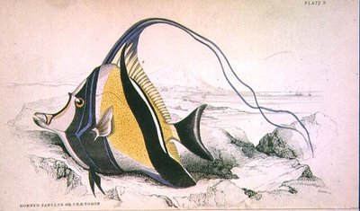 Tabliczka 9 Rogaty Zanchus lub Chaetodon ryty przez artystę z „Biblioteki Przyrodników” t. II, autorstwa J.S. Bushman, oprac. Sir William Jardine (1800-74), wyd. 1833-45 (grawerowanie) autorstwa William Home Lizars