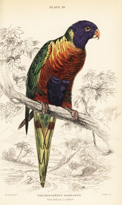 Lorysa tęczowa , Trichoglossus moluccanus autorstwa William Home Lizars