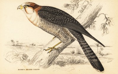 Sokół czerwonoszyi , Falco chicquera ruficollis autorstwa William Home Lizars