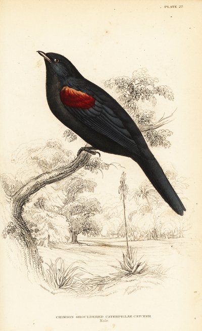 Kukułka czerwonoskrzydła, samiec, Campephaga phoenicea autorstwa William Home Lizars