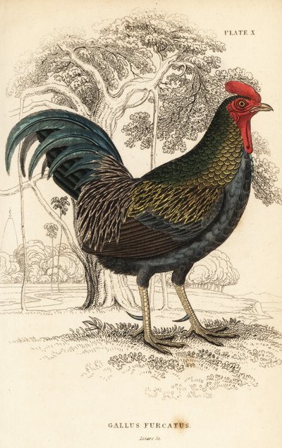 Ptactwo czerwone , Gallus gallus javanicus autorstwa William Home Lizars