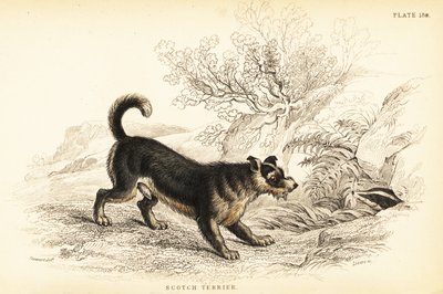 Terier szkocki lub terier szkocki, Canis lupus familiaris autorstwa William Home Lizars