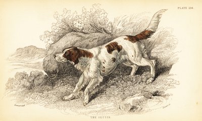 Seter, Canis lupus familiaris (wskaźnik Canis) autorstwa William Home Lizars