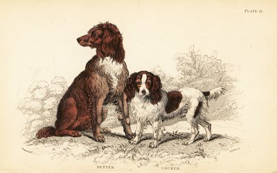 Seter i cocker spaniel, Canis lupus familiaris autorstwa William Home Lizars