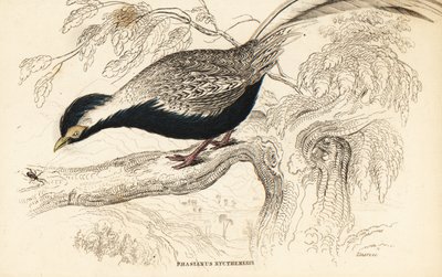 Bażant srebrny, Lophura nycthemera (Phasianus nycthemerus) autorstwa William Home Lizars