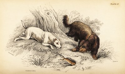 Terier gładkowłosy i terier szkocki lub szorstkowłosy, Canis lupus familiaris (Canis terrarius) autorstwa William Home Lizars