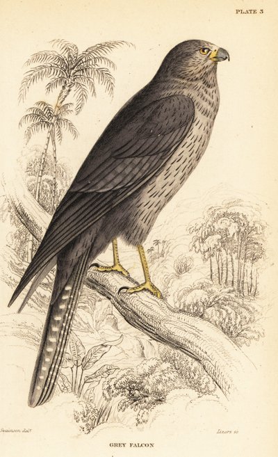 Sokół, Falco concolor autorstwa William Home Lizars