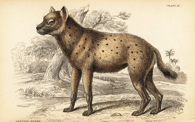 Hiena cętkowana lub śmiejąca się hiena, Crocuta crocuta (Hyaena crocuta) autorstwa William Home Lizars