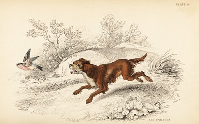 Springer lub angielski springer spaniel, Canis lupus familiaris autorstwa William Home Lizars