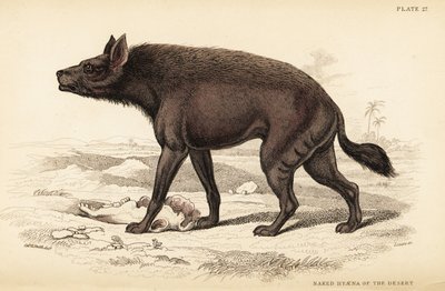 Hiena pręgowana, hiena hiena (naga hiena pustyni, hiena pospolita) autorstwa William Home Lizars