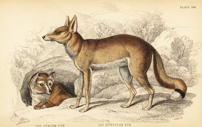 Lis syryjski lub Taaleb, Vulpes thaleb (lub lis Blanforda, Vulpes cana?) I lis egipski lub Sabora, Vulpes vulpes niloticus autorstwa William Home Lizars