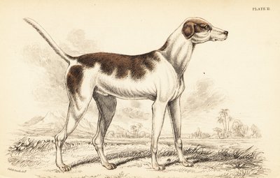 Ogar orientalny, Canis lupus familiaris autorstwa William Home Lizars