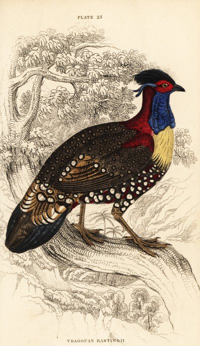 Tragopan zachodni lub tragopan zachodni, samiec, Tragopan melanocephalus autorstwa William Home Lizars