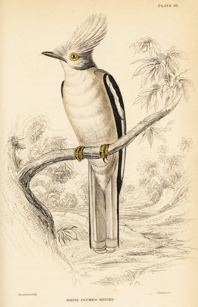 Biała grzywiasta dzierzba hełmowa , Prionops plumatus autorstwa William Home Lizars