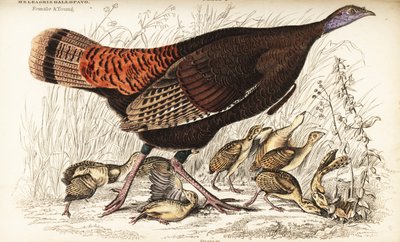Dziki indyk, samica i młody, Meleagris gallopavo autorstwa William Home Lizars