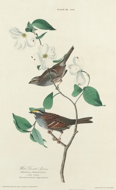 Wróbel białogardły autorstwa William Home Lizars after John James Audubon