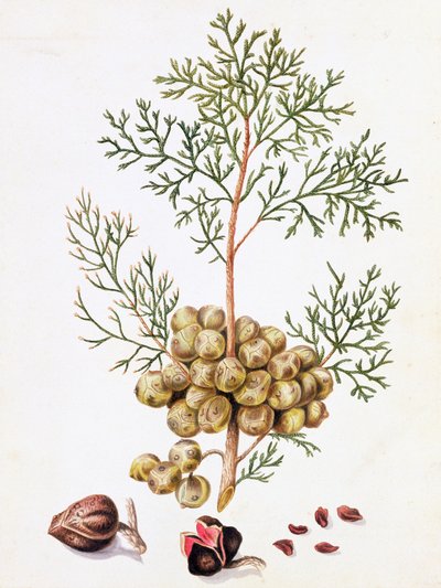 Liść cyprysu i orzechy autorstwa William Hooker