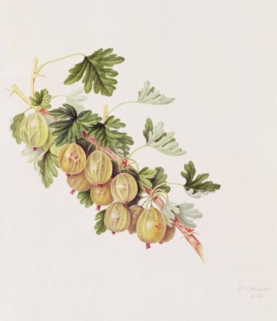 Zielony agrest, 1815 autorstwa William Hooker