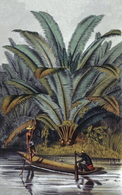 Palma autorstwa William Hooker