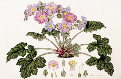 Primula Sinensis, 1821-1826 autorstwa William Hooker