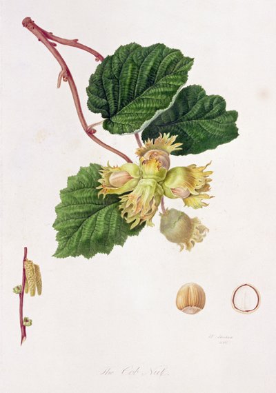 Orzeszek Cob, 1816 autorstwa William Hooker