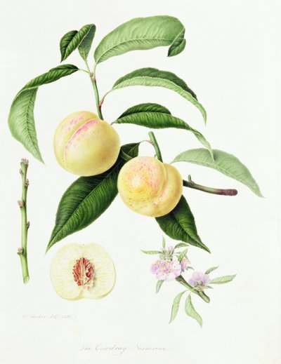 Nektarynka Conudray, 1820 autorstwa William Hooker