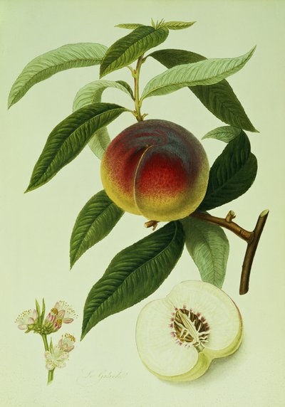 Galande Peach (litografia kolorowa) autorstwa William Hooker