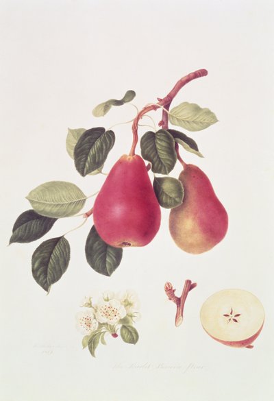 Szkarłatna gruszka Beurree, 1819 autorstwa William Hooker
