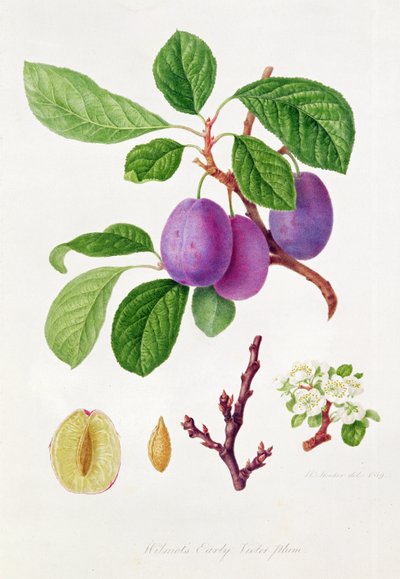 Wczesna fioletowa śliwka Wilmota autorstwa William Hooker