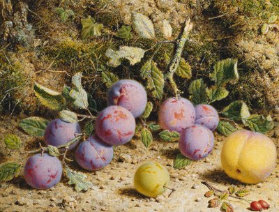 Martwa natura ze śliwkami, brzoskwinią i owocami dzikiej róży, autorstwa William Hough