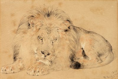 Studium lwa, 1879 (kreda na papierze) autorstwa William Huggins
