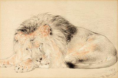 Studium lwa, 1879 (kreda na papierze) autorstwa William Huggins