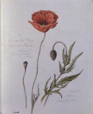 Common Red Poppy, malowany w Seaford, Sussex, 25 czerwca 1860 (akwarela na papierze) autorstwa William James Linton