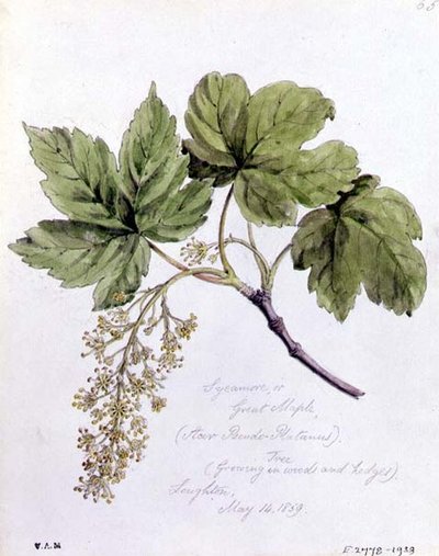 Jawor, czyli Wielki Klon, malowany w Loughton autorstwa William James Linton